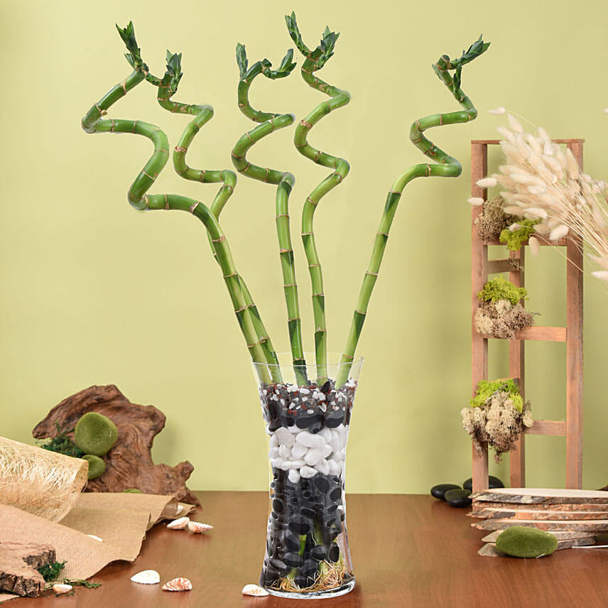 Spiral Shaped Lucky Bamboo Plant In Glass Vase: Gift Delivery Abu Dhabi