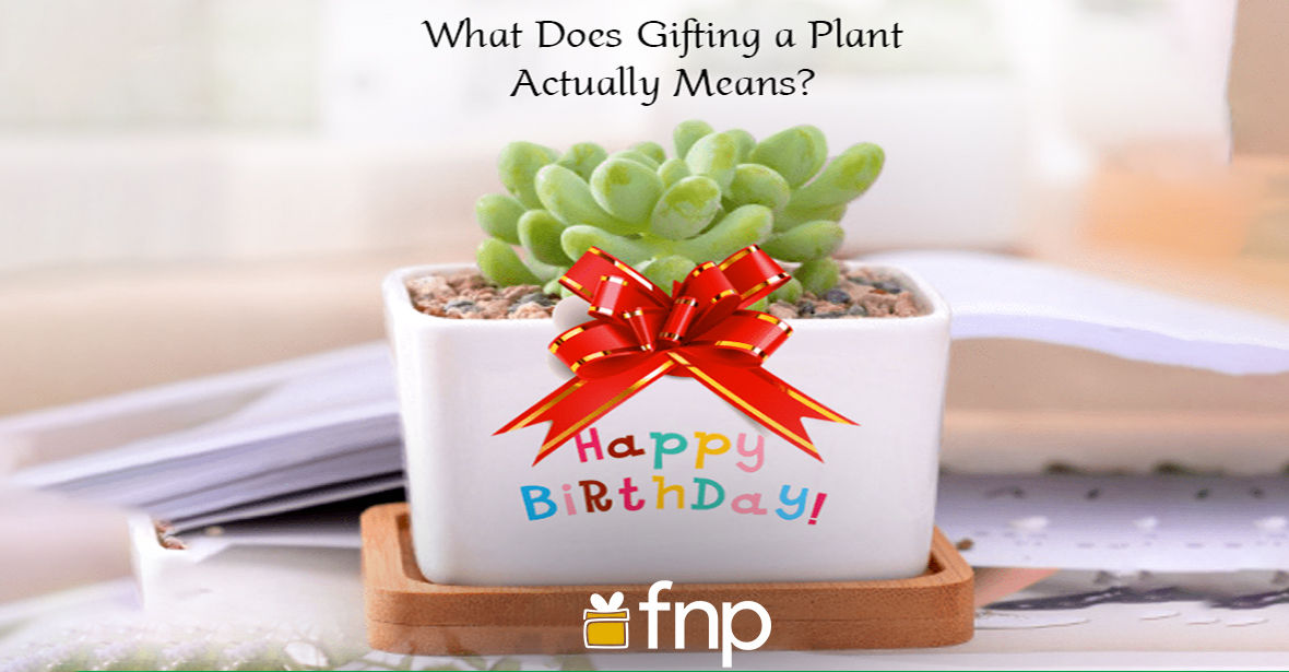What Does Gifting a Plant Actually Means? FNP