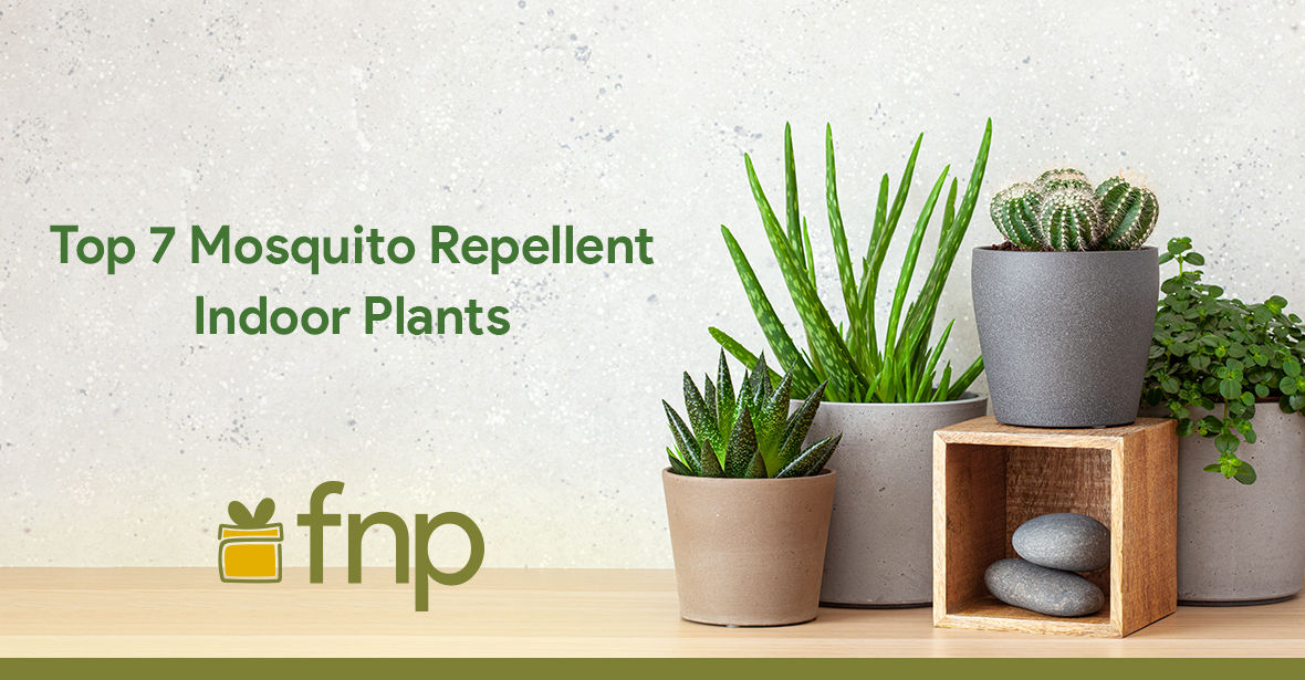 Top 7 Mosquito Repellent Indoor Plants FNP