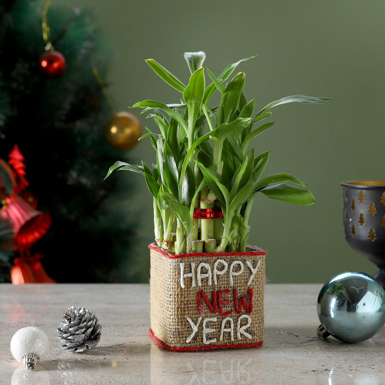 Two Layer Lucky Bamboo Plant In New Year Glass Vase in uae