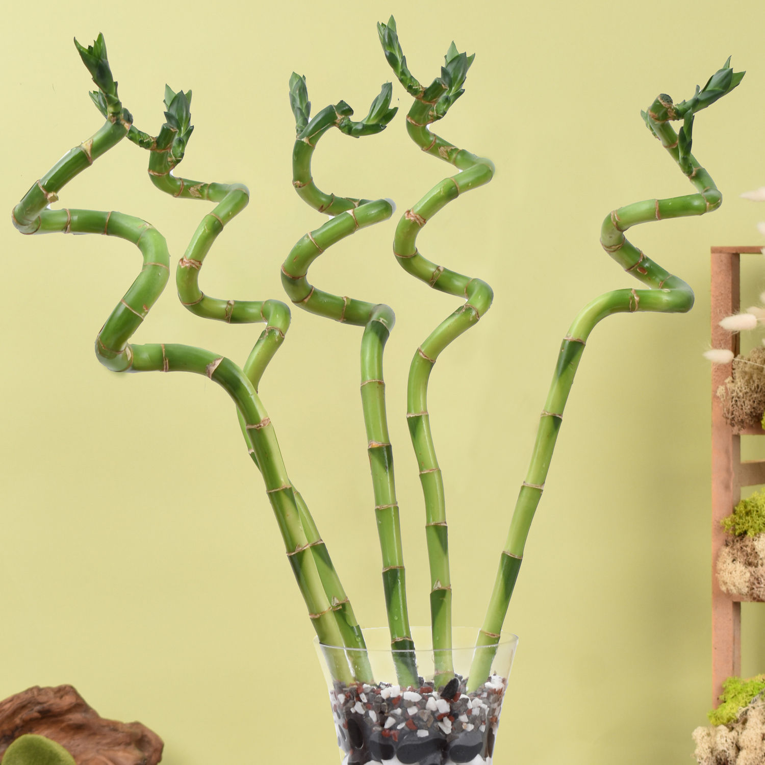 Online Spiral Shaped Lucky Bamboo Plant In Glass Vase Gift Delivery in