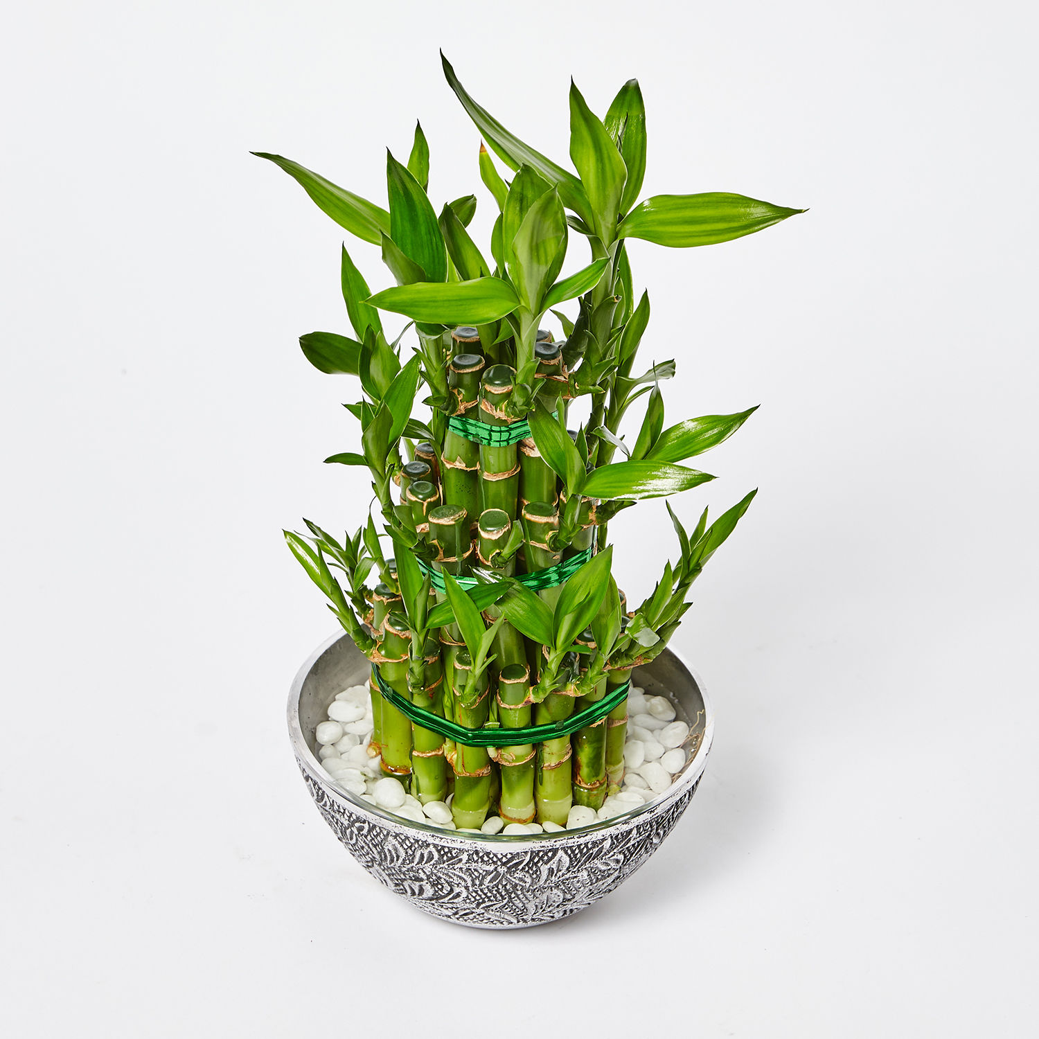 Online 3 Layer Lucky Bamboo in Designer Pot Gift Delivery in UAE